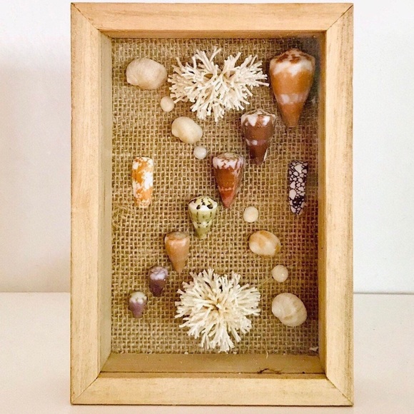 Rare Hawaiian Sea Shell Shadowbox - Picture 2 of 3